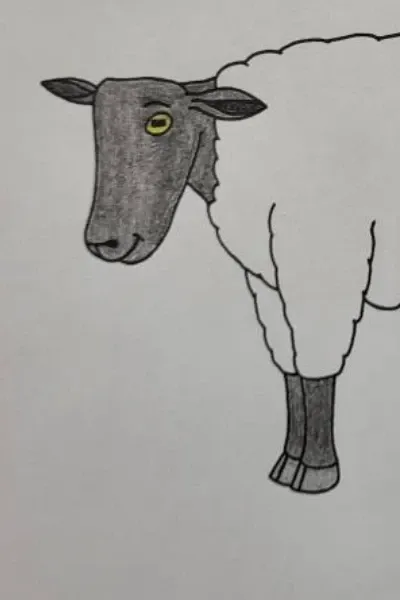 The sheep