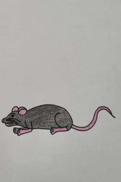 The rats