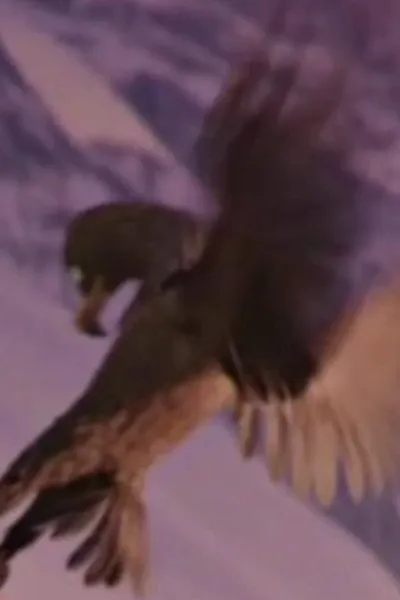The Hawk