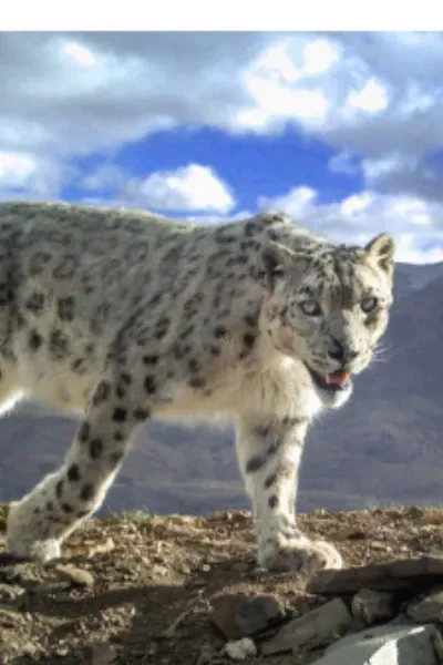 Snow Leopard