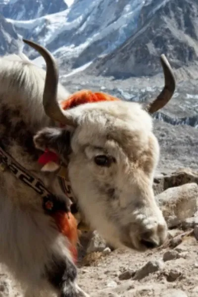 Yaks