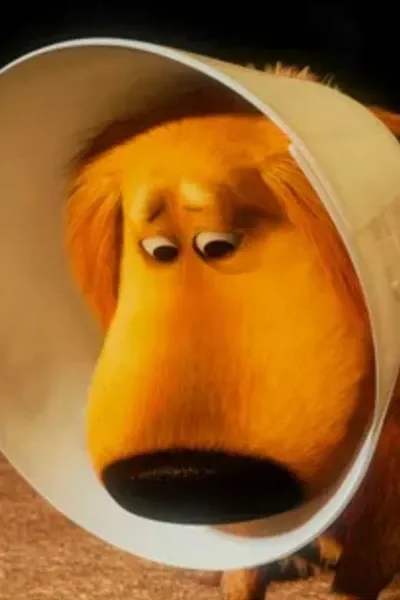 Cone of Shame