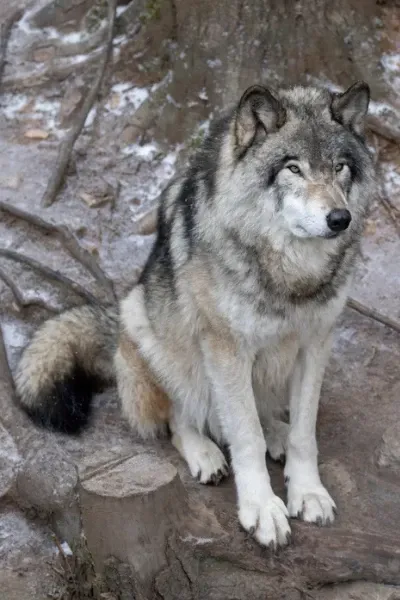 Wolf