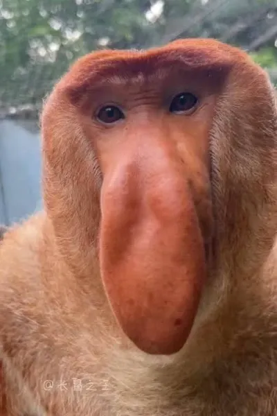 Nakula Monkey