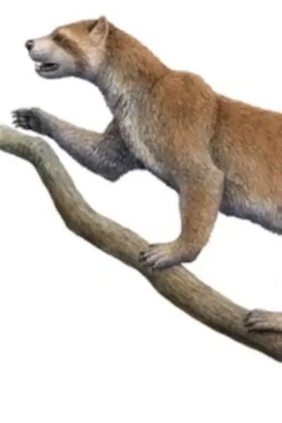 Simocyon