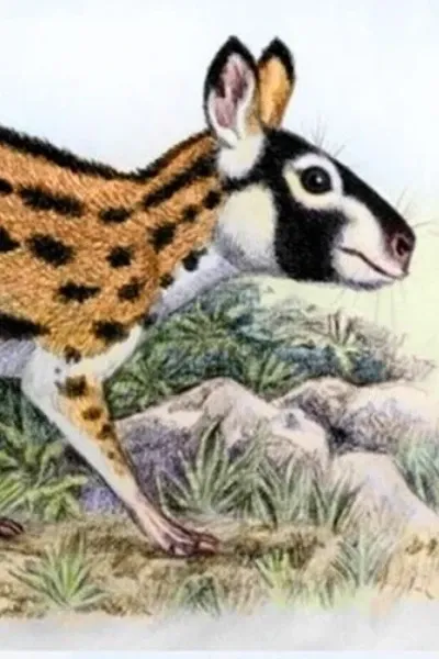 Propachyrucos