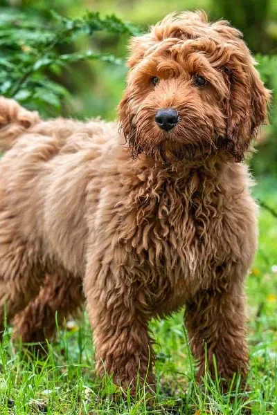 Cockapoo