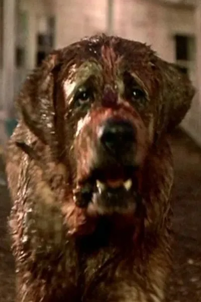 Cujo