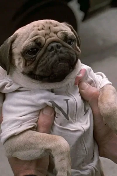 Frank the Pug