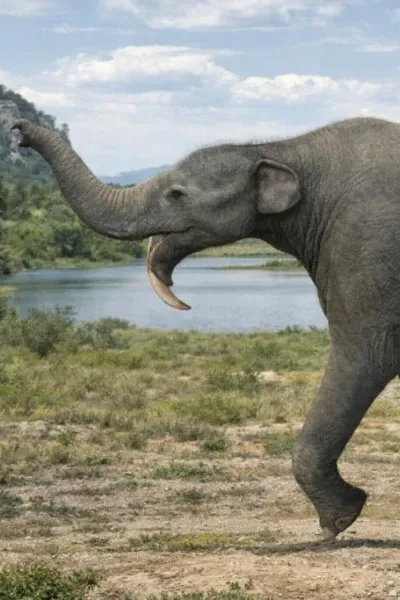 Prodeinotherium