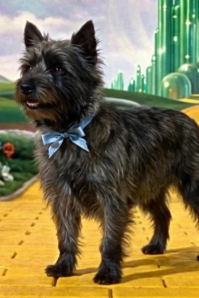 The Perfect Owner for Maple