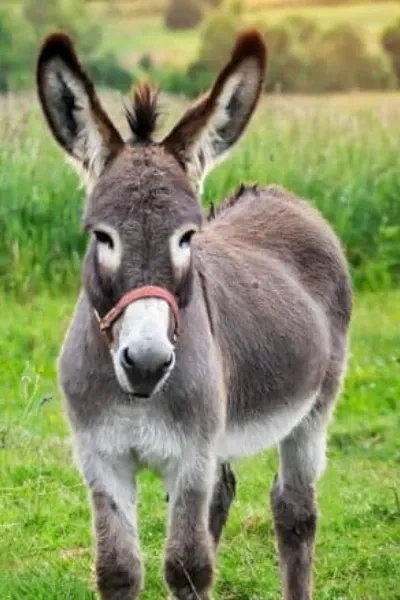 Donkey