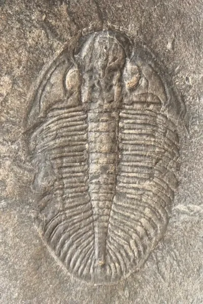 Ogygiocarella