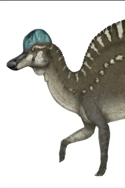 Magnapaulia
