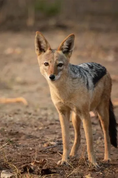 Jackal
