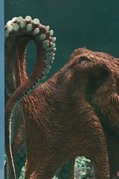 Marcellus (Remarkably Bright Creatures)
