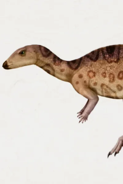 Fabrosaurus photo