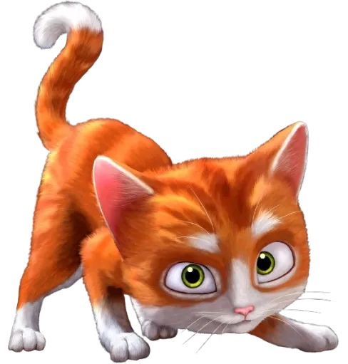 Thunder the Cat photo