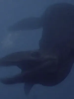 Liopleurodon (Primeval)