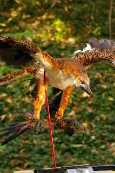 Microraptor (The Four Winged Dinosaur)