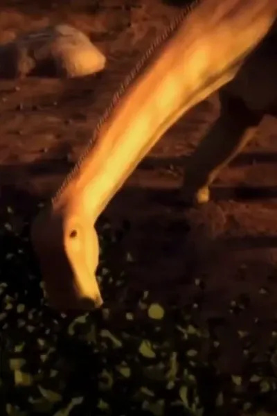 Nigersaurus (When Crocs Ate Dinosaurs)