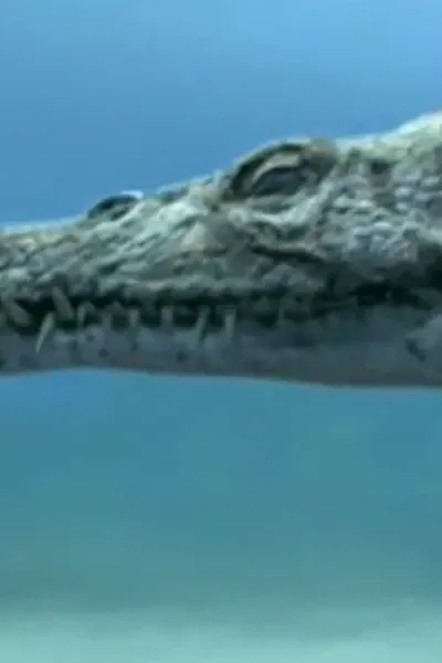 Nothosaurus (Sea Monsters)