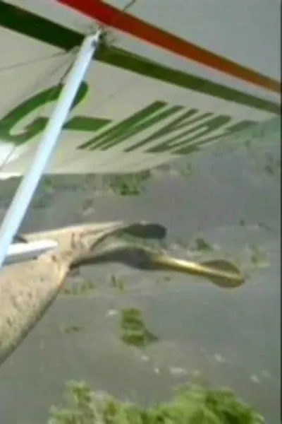 Ornithocheirus (Chased By Dinosaurs)