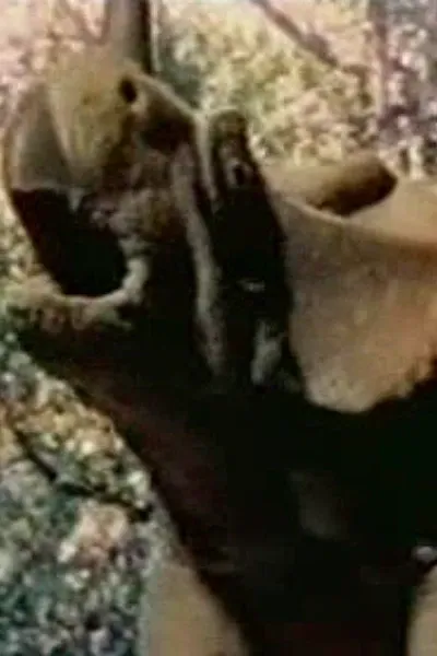 Centrosaurus (Dinosaur Babes) (1996)