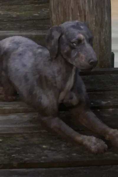 Cain (RDR2)