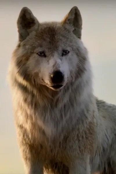 Raksha (The Jungle Book LA)