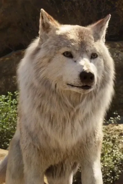 Raksha (The Jungle Book LA) photo