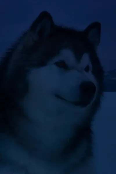 Talon (Snow Buddies)