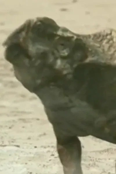Protoceratops (Chased by Dinosaurs)