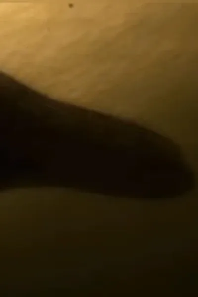 Plesiosaurus (Journey To The Center Of The Earth)