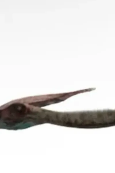 Pterodaustro (Dinosaurs: Giants of Patagonia)