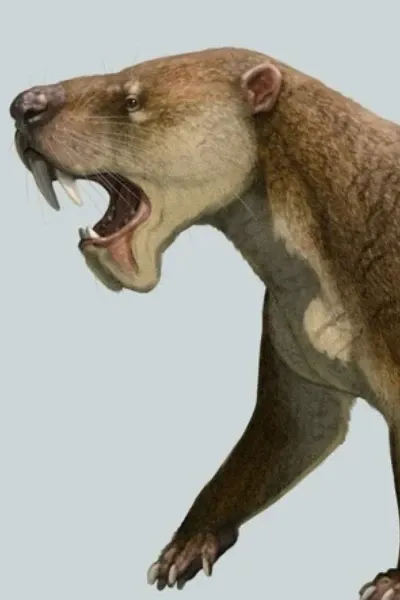 Anachlysictis