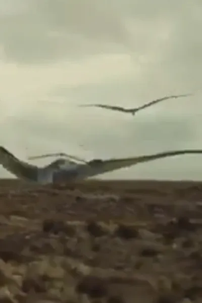 Rhamphorhynchus (Sea Rex)