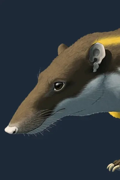 Lycopsis