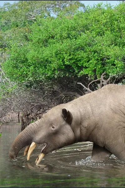 Granastrapotherium