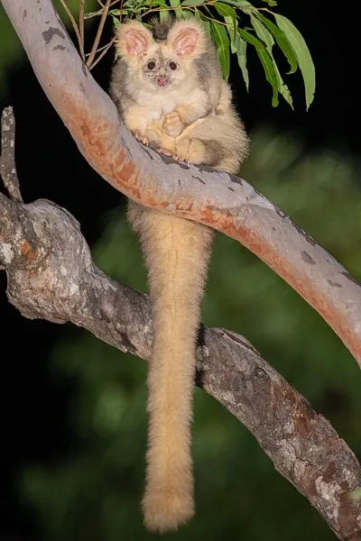Greater Glider