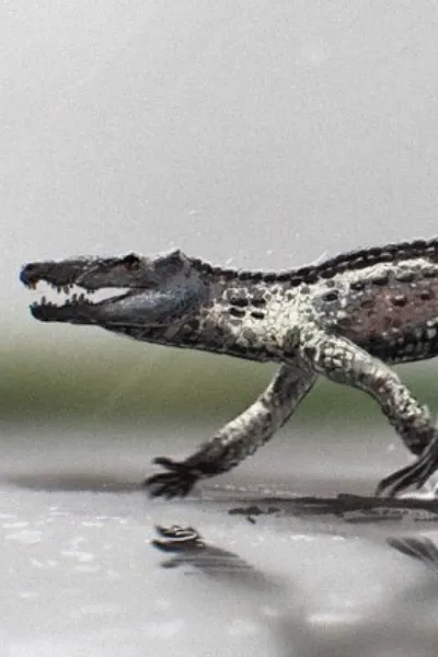 Varanosuchus
