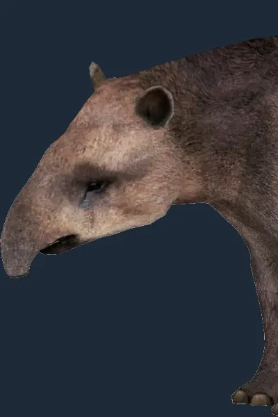 Merriam's Tapir