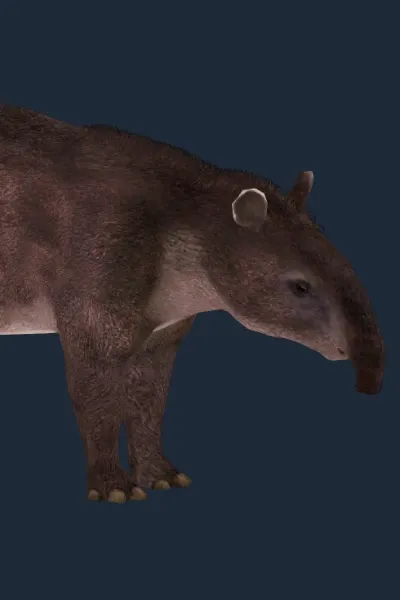 Cope's Tapir