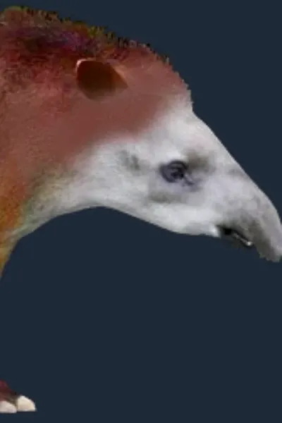 Vero Tapir