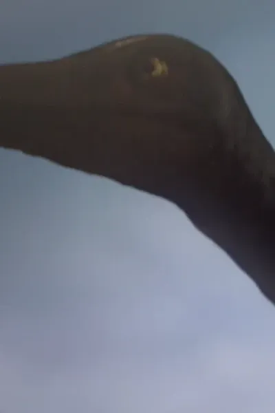 Troodon (Planet Dinosaur) (2011)