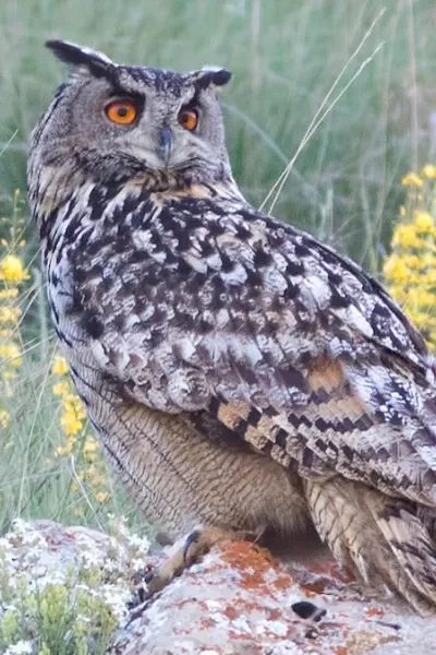 Eurasian Eagle-Owl
