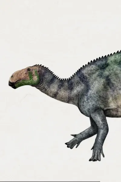 Siamodon