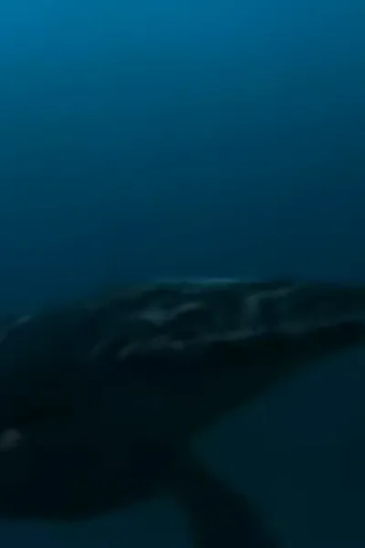 Tylosaurus (Monsters Resurrected)