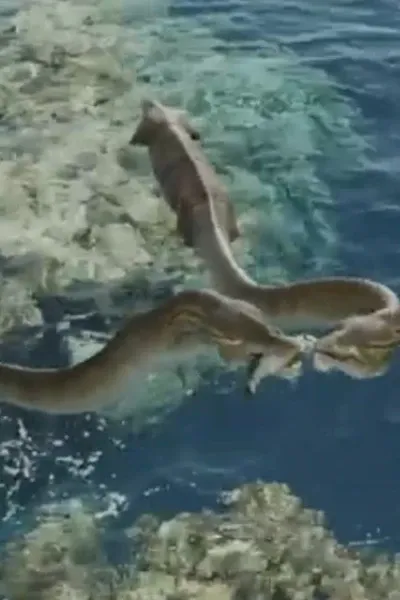 Tanystropheus (Sea Rex)