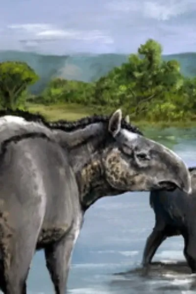 European Tapir